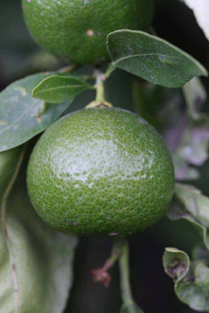            Immature fruit (Riverside, CA)   